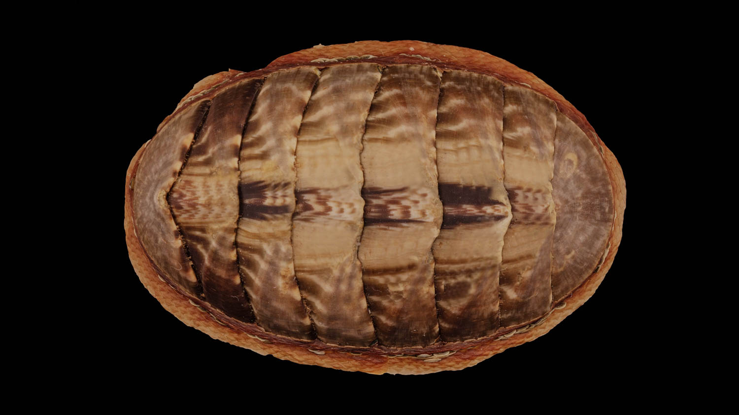 Chiton marmoratus